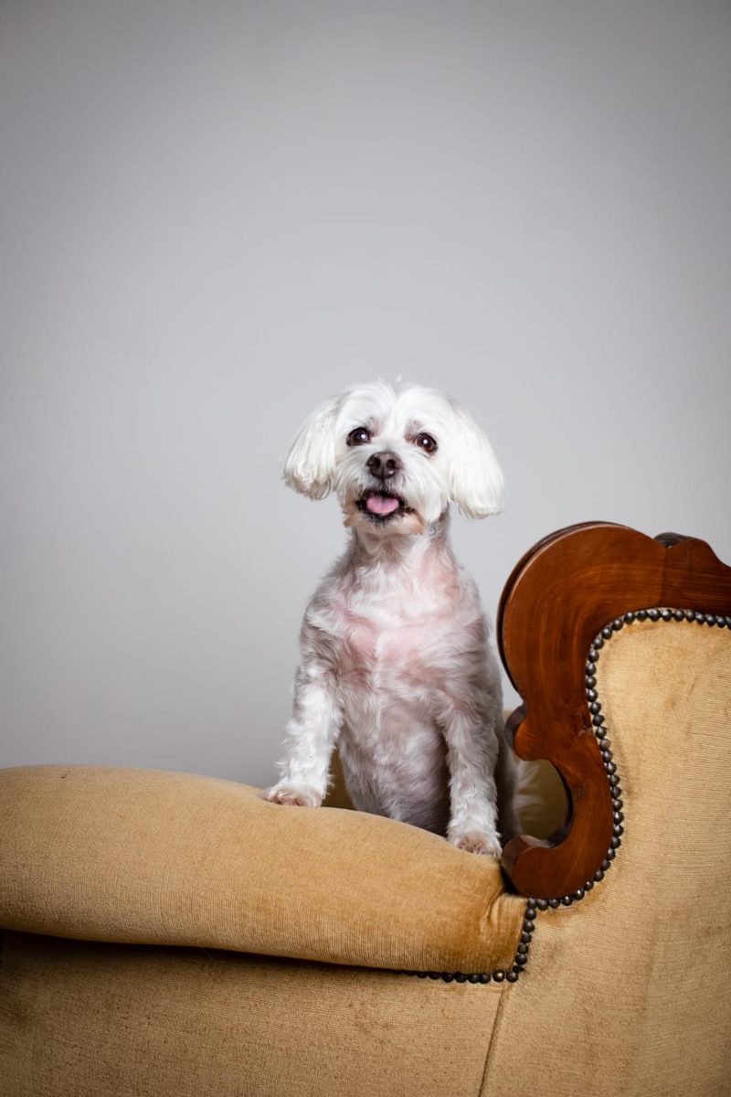 Ollie standing on the arm of a gold chaise, tongue out